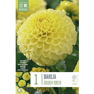 Dahlia Golden Torch (Single)