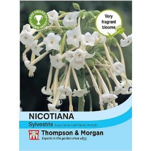 Thompson & Morgan Nicotiana Sylvestris