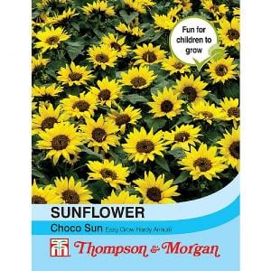 Thompson & Morgan Sunflower Choco Sun