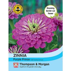 Thompson & Morgan Zinnia Purple Prince