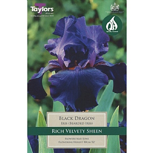 Iris 'Black Dragon' (1 Bulb)