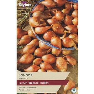 Shallot Longor (10 Bulbs)