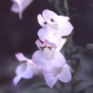 Penstemon Volcano Kilimanjaro 2L