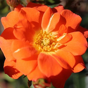 'Sunseeker' Patio Standard Rose 7.5L