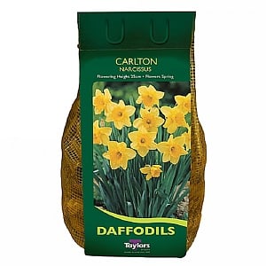 Narcissus 'Carlton' Carri-Pack 2kg