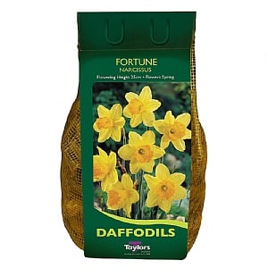 Narcissus 'Fortune' Carri-Pack 2kg