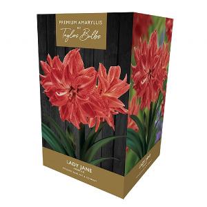 Amaryllis 'Lady Jane' Gift Pack