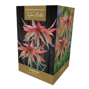 Amaryllis 'Sumatra' Gift Pack