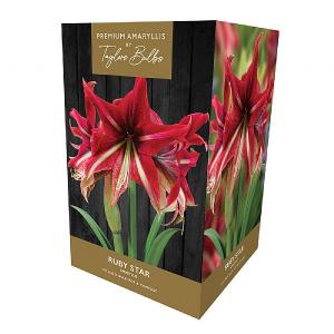 Amaryllis 'Ruby Star' Gift Pack