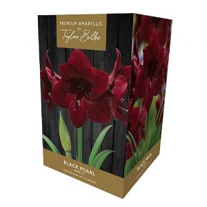 Amaryllis 'Black Pearl' Gift Pack