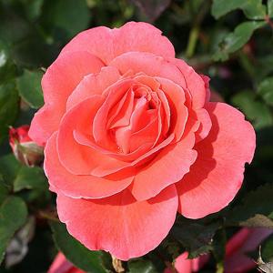 Happy Anniversary Floribunda Rose - 3 Ltr Pot