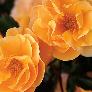 Amber Flower Carpet Rose 3L