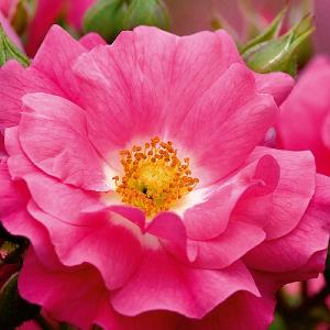 Flower Carpet Pink Ground Cover Rose 3L