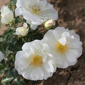 Flower Carpet White Ground Cover Rose 3L