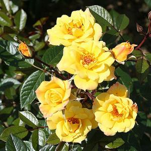 Laura Ford Climbing Rose - 4 Ltr Pot