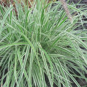 Pennisetum Sky Rocket 2L