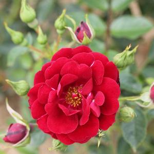 Sweet Wishes Patio Rose 3L
