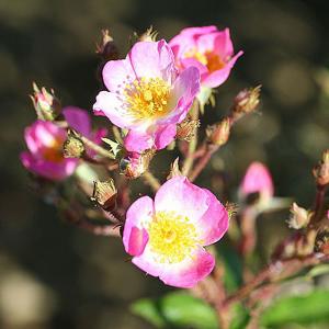 Ballerina Floribunda Rose - 3 Ltr Pot