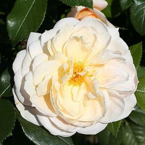 Margaret Merril Floribunda Rose - 3 Ltr Pot