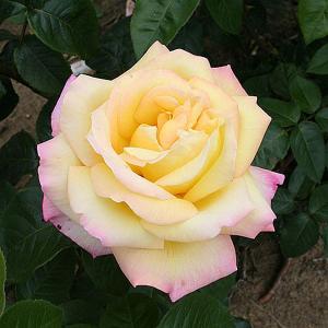 Peace Floribunda Rose - 3 Ltr Pot