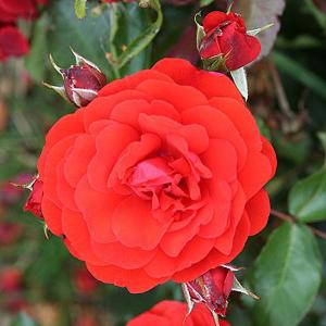 Trumpeter Floribunda Rose - 3 Ltr Pot