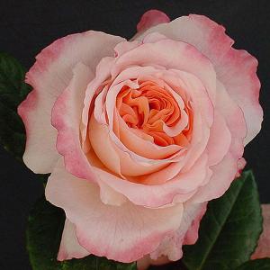 Rachel Floribunda Rose - 3 Ltr Pot