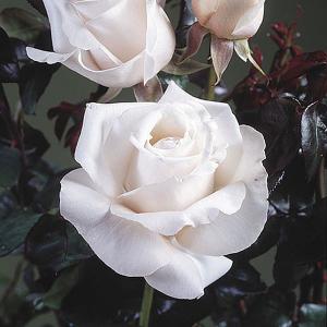 Remember Floribunda Rose - 3 Ltr Pot