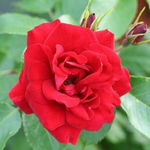 Ruby Anniversary Floribunda Rose 3L