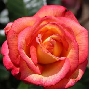 Sheila's Perfume Floribunda Rose 3L