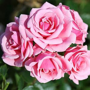 Pretty Polly Patio Rose - 3 Ltr Pot