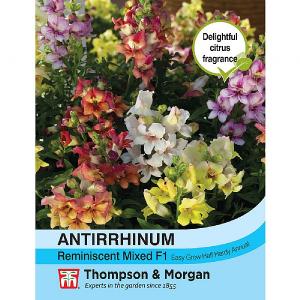 Thompson & Morgan Antirrhinum Reminiscent Mixed F1 Hybrid