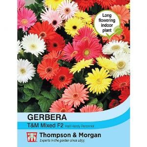 Thompson & Morgan Gerbera T&M Mixed F2 Hybrid