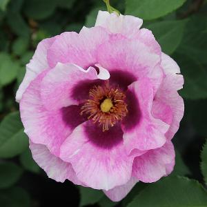 Eyes for You Floribunda Rose 3L