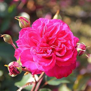 Ivor's Shrub Rose - 4 Ltr Pot