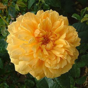 Leah Tutu Shrub Rose - 4 Ltr Pot