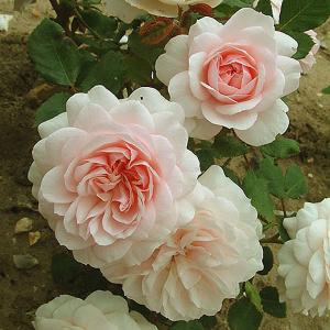 Our Beth Shrub Rose - 4 Ltr Pot