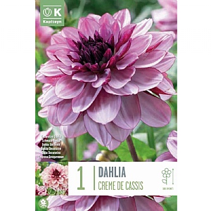 Dahlia 'Creme de Cassis' (1 Tuber)