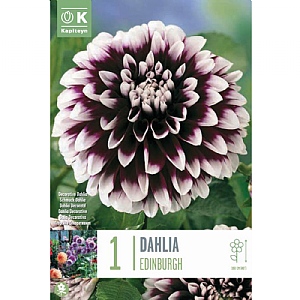 Dahlia Edinburgh - 1 Bulb