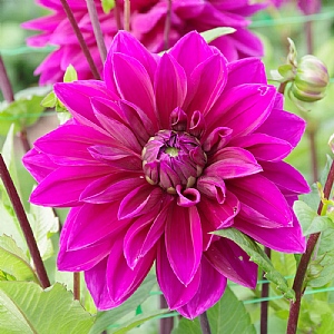 Dahlia 'Thomas A Edison' (1 Tuber)