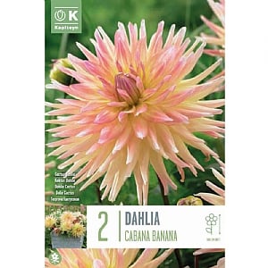 Dahlia 'Cabana Banana' (2 Tubers)