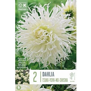 Dahlia Tsuki-Yori-No-Shisha - 2 Bulbs