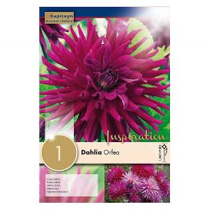 Dahlia Orfeo - 1 Bulb