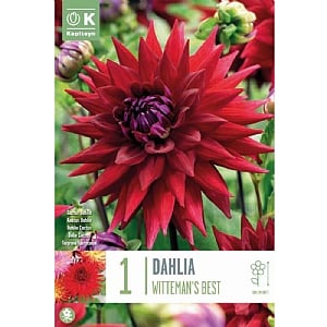 Dahlia 'Witteman's Best' (1 Tuber)