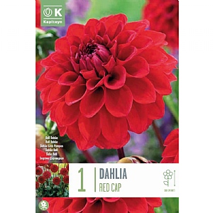 Dahlia Red Cap (Single)