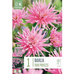 Dahlia Park Princess (Single)