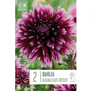 Dahlia Alauna Clair Obscur (2 Bulbs)