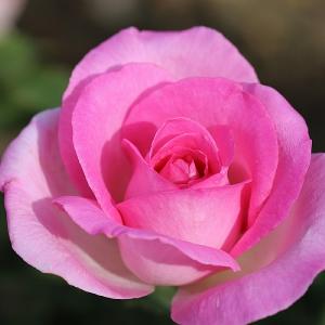 Pink Perfection Hybrid Tea Rose 3L