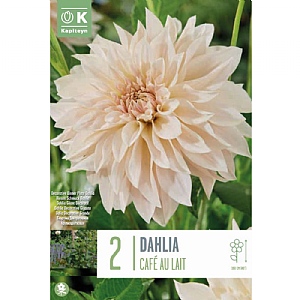 Dahlia 'Cafe Au Lait' (2 Tubers)