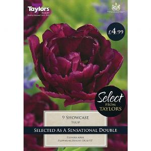 Tulip 'Showcase' (9 Bulbs)