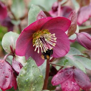 Helleborus Anna's Red 2L